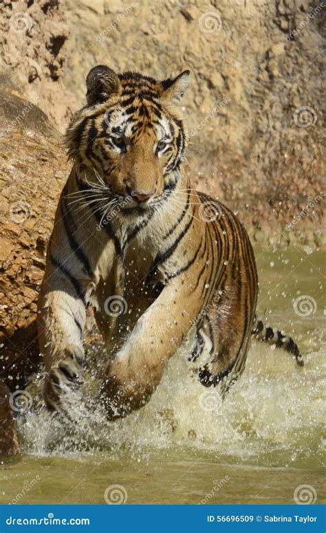 Playful Juvenile Splashing Bengal Tiger Stock Photo - Image: 56696509