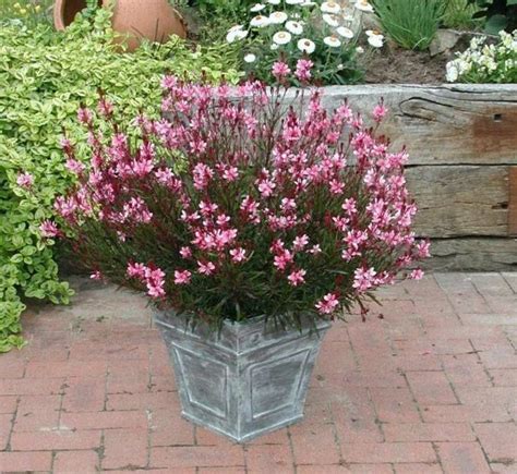 Container Flowers, Container Plants, Container Gardening, Garden And ...