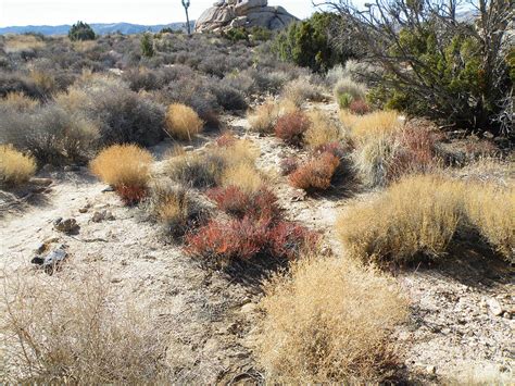 Desert Scrub Photograph by Claire Plowman