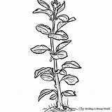 Mustard Seed Coloring Pages  Free & Printable sketch template