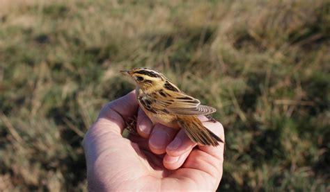 Aquatic Warbler Bird - Facts, Information & Pictures