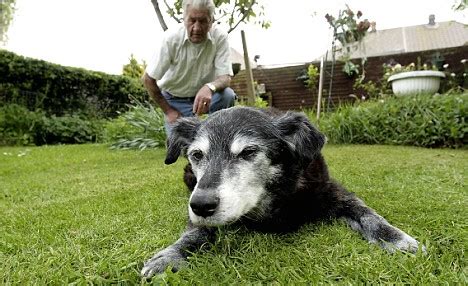 Recent News About oldest dog dies - jyvyninee - Blog.hr
