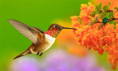 Bing Hummingbird Wallpaper