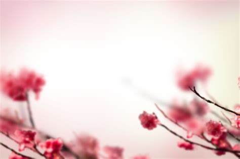 🥇 Image of blur flower backgrounds png overlay painted flowers background - 【FREE PHOTO】 100032431