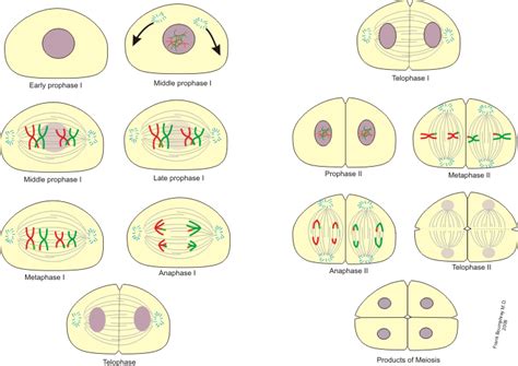 13.3: Meiosis - Biology LibreTexts