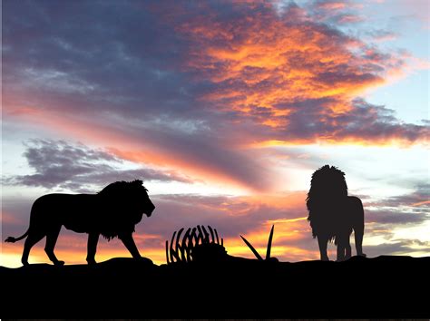 Lions Africa Silhouette Sunset Wallpaper,HD Animals Wallpapers,4k ...