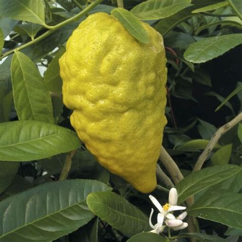 Citron Tree ‘Etrog’ (Citrus medica)