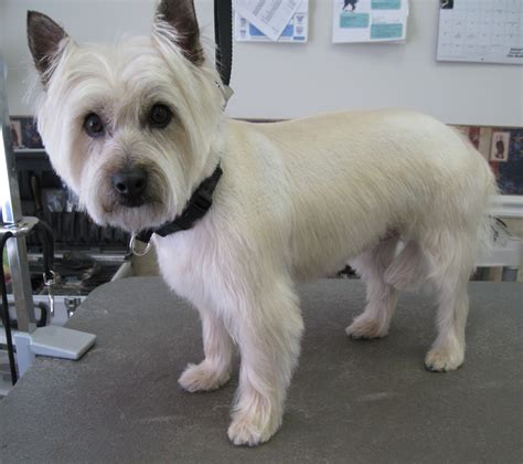 Cairn Terrier Haircut Styles - Wavy Haircut