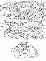 Alligator Coloring Pages  ColoringBay sketch template