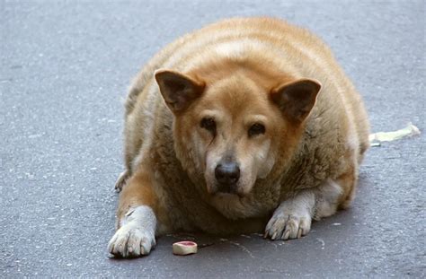 Obesity in Dogs | Healthy Paws