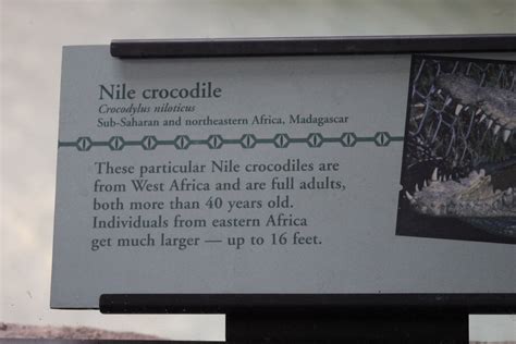 Nile (Desert) Crocodile Signage - ZooChat