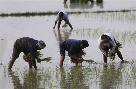 Bihar monsoon drought situation in bihar dhan plantation time is ...