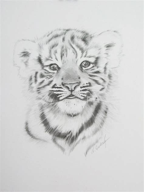 baby-tiger-pencil-on-paper-11-by-14-nadia-gurkova.jpg (1641×2187) | Tiger sketch, Tiger drawing ...