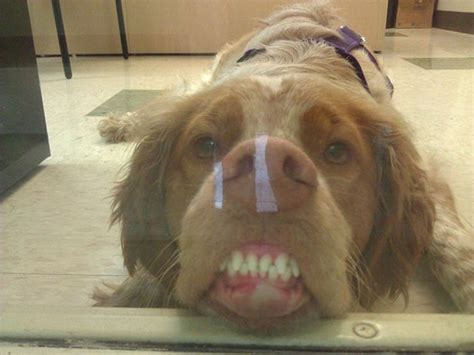 Funny Dog Fails That Will Make You Feel Bad For Laughing (16 pics)