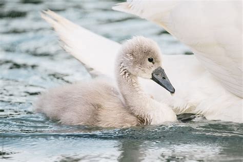 «Baby Swan With Swimming With Her Mother» del colaborador de Stocksy ...