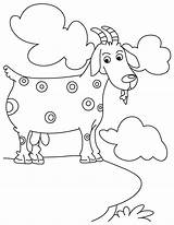 Pygmy Goats Coloring Page  Home sketch template