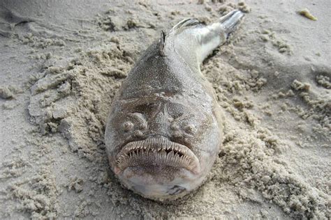 Stargazer Fish: The Unusual Marine Creature - Ocean Info