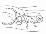 Striped Bark Scorpion Coloring Page  Free Printable Pages For sketch template