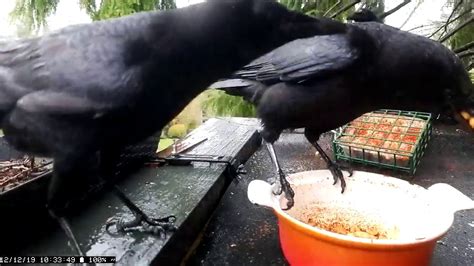 Rainy Day Crows Eating Nuts and Suet and ~~almost~~ pulling up the treat ball. - YouTube