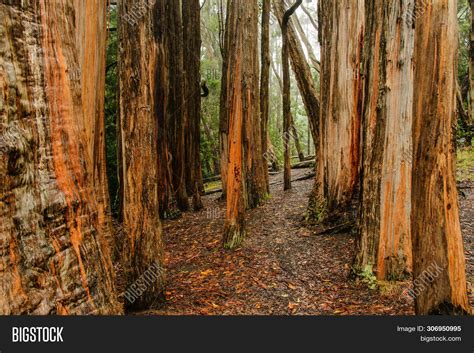 Hosmer Grove Haleakala Image & Photo (Free Trial) | Bigstock