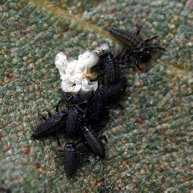 Springfield Plateau: Asian Lady Beetle Larvae