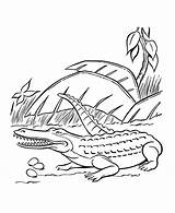 Free Printable Crocodile Coloring Pages For Kids sketch template