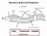 Plasma membrane label And coloring Sheet By The Fun Biology Teacher sketch template
