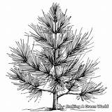 Pine Tree Coloring Pages  Free & Printable sketch template