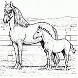 Coloring Pages For Kids Free Printable Horses Horse  sketch template