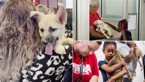 Best day ever! More than 1,000 pets find fur-ever homes thanks to local shelters | FOX 29 ...