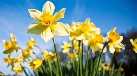 10 flores de primavera populares | Charla de pétalos – Decoracion y Plantas