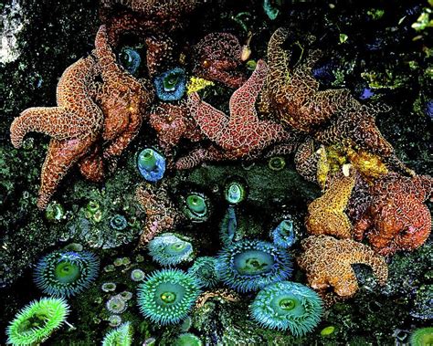 Pacific Ocean Photograph - Bandon Beach Oregon Pacific Tidal Pool by Ed Riche | Tidal pool, Tide ...