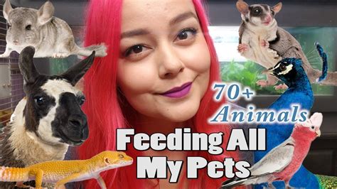 Feeding All My Pets, Over 70 Animals | Daily Feeding Routine - YouTube