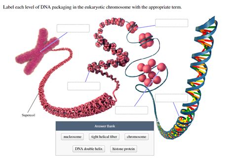 Reading Dna Packaging In Eukaryotes And Prokaryotes