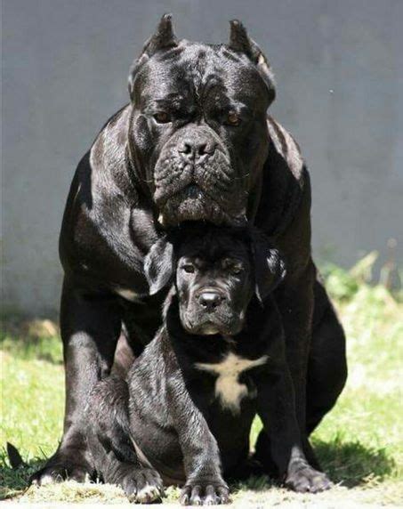 Cane Corso - father and son | Cane corso puppies, Corso dog, Dog breeds