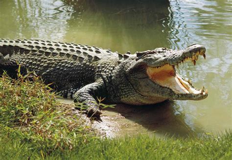 Why Do Crocodiles Have Their Mouths Open All the Time?