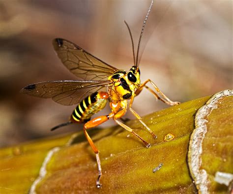 "Ichneumon Wasp" by Jason Asher | Redbubble