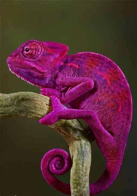 Purple chameleon. When the going gets touch- shape shift- be a chameleon- blend in or distort ...