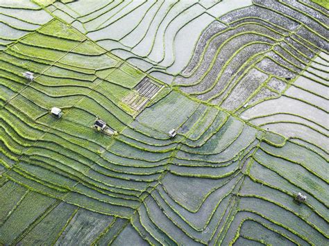 Canggu Rice Fields - Everything You Need to Know - Omnivagant