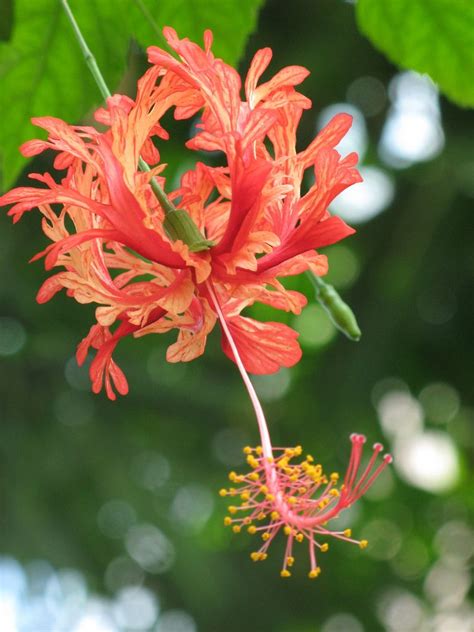 Hibiscus schizopetalus - Fringed Rosemallow | Hibiscus schizopetalus, Hibiscus plant, Hibiscus ...