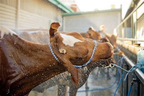 Must Do Ekka Animals | Must Do Brisbane