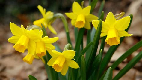 12 Types Of Miniature Daffodils - A-Z Animals