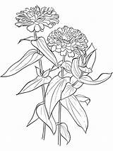 Zinnia coloring Pages sketch template