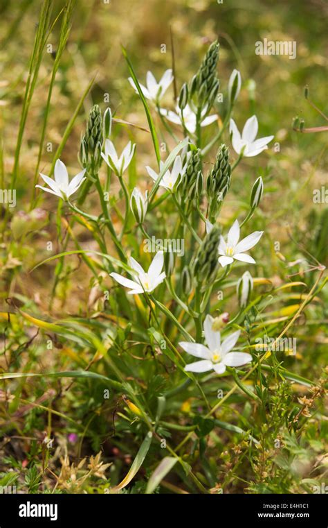 Star-of-Bethlehem, Ornithogalum umbellatum Stock Photo - Alamy