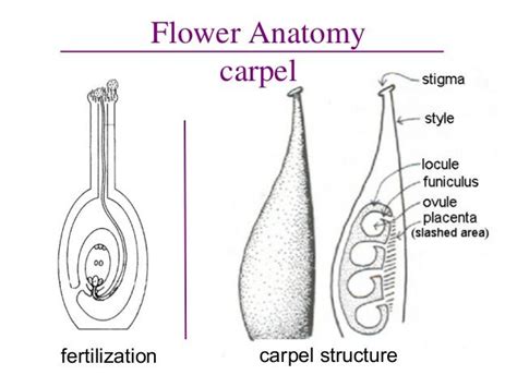 Carpel structure. Flower anatomy. locule, funiculus, ovule, placenta ...