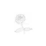 Zinnia zinnia Elegans Flower Coloring Page/wall Art  Etsy sketch template