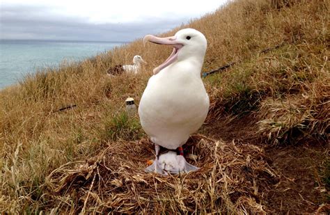 Albatross: New Zealand native sea and shore birds