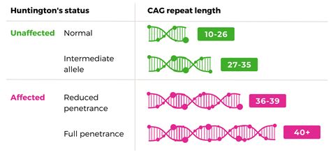 Huntington's Disease Association - Genetics of Huntington’s disease