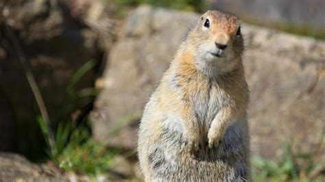 Arctic Ground Squirrel - Spermophilus parryii - NatureWorks