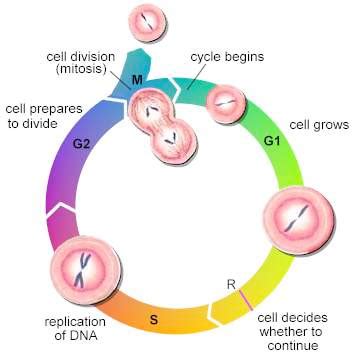 Cancer Cell Cycle Diagram